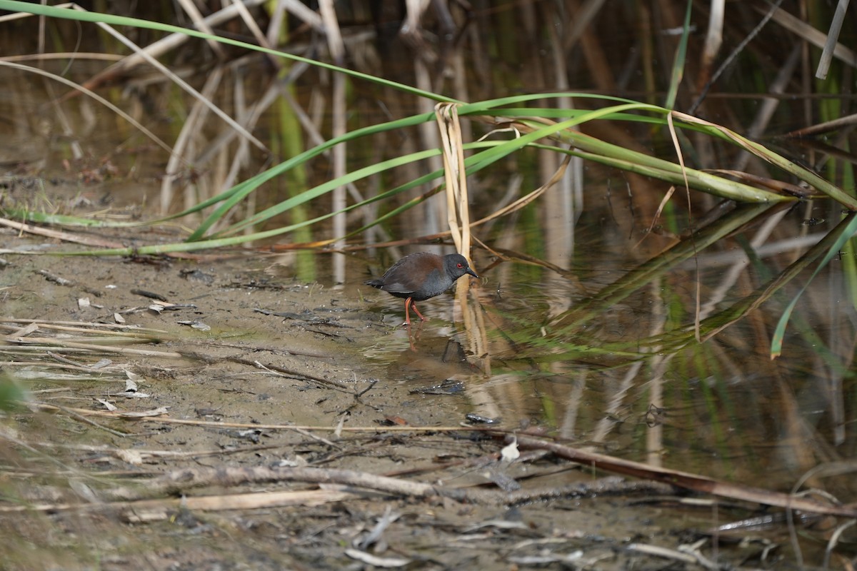 Spotless Crake - ML625496890