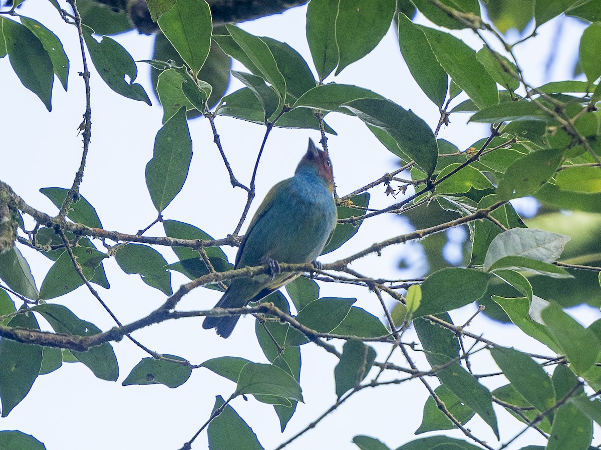 Bay-headed Tanager - ML625496950