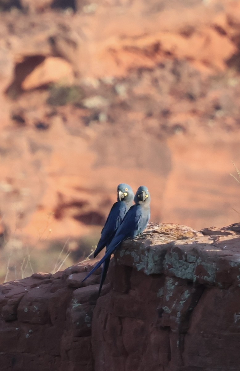 Indigo Macaw - ML625496995