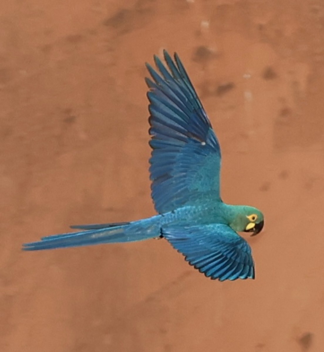 Indigo Macaw - ML625496996