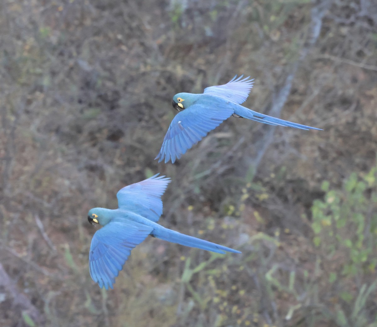 Indigo Macaw - ML625496998