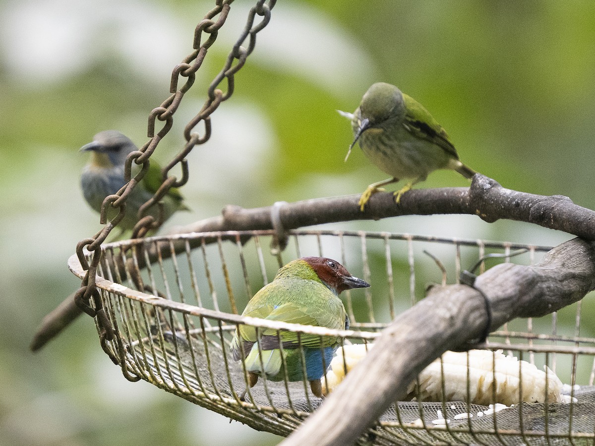 Bay-headed Tanager - ML625497476