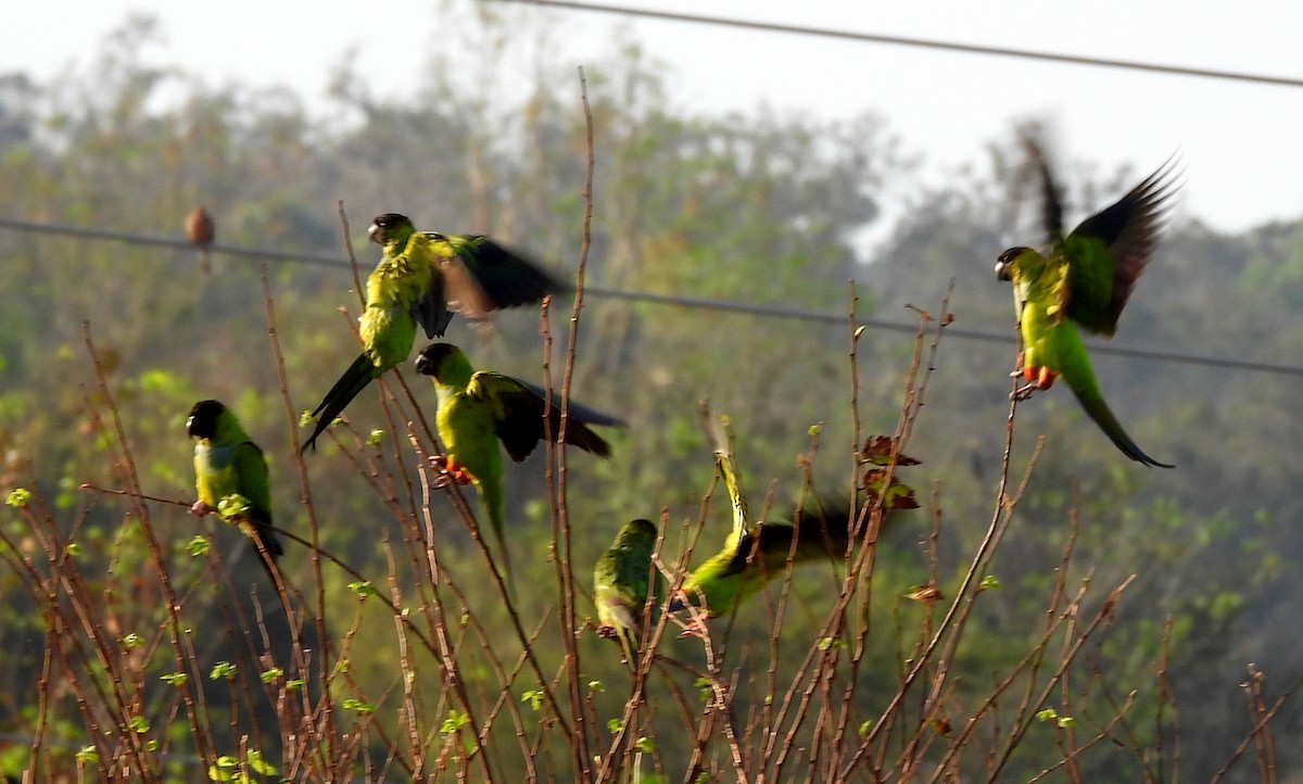 Nanday Parakeet - ML625497485