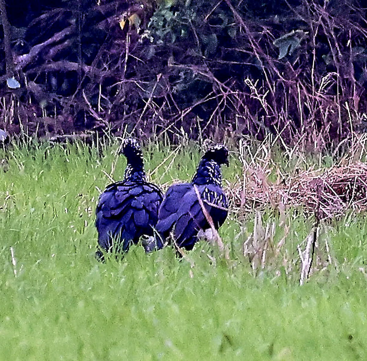 Horned Screamer - ML625497487