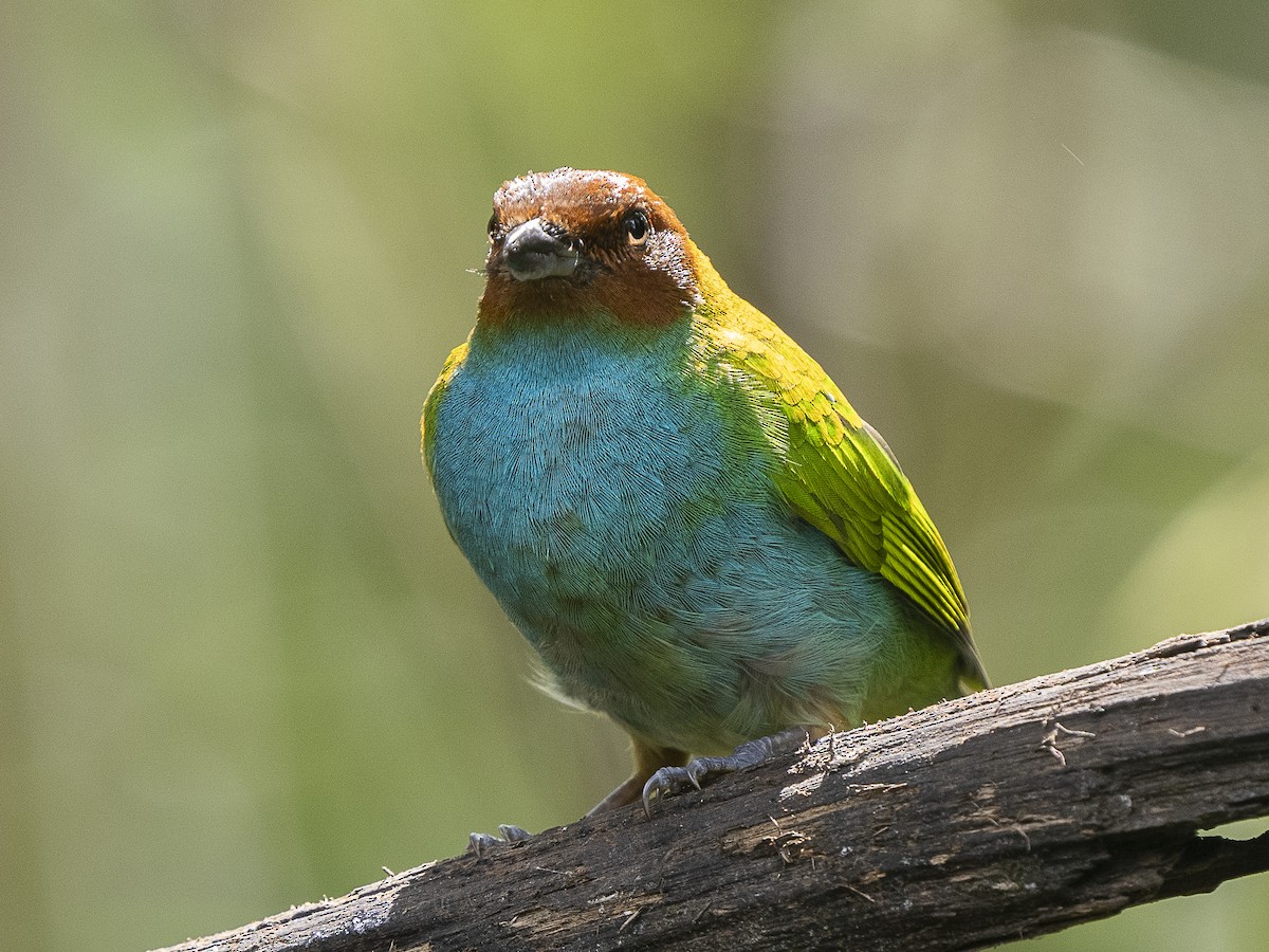 Bay-headed Tanager - ML625497655