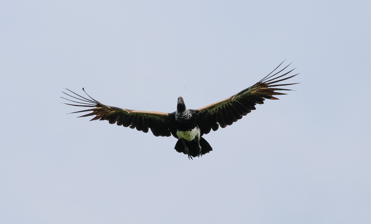 Horned Screamer - ML625497670