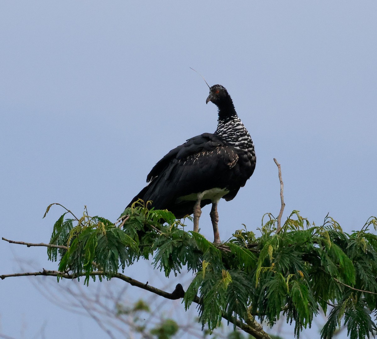 Horned Screamer - ML625497672