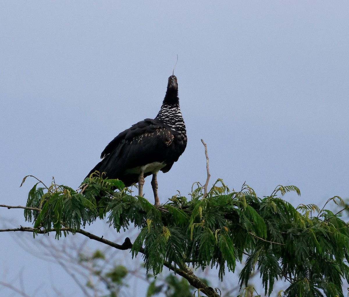 Horned Screamer - ML625497673