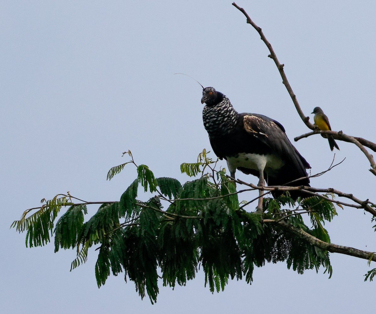 Horned Screamer - ML625497674