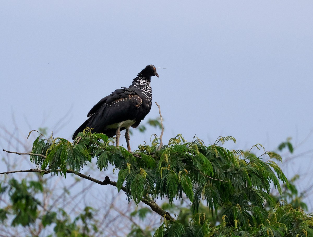 Horned Screamer - ML625497675