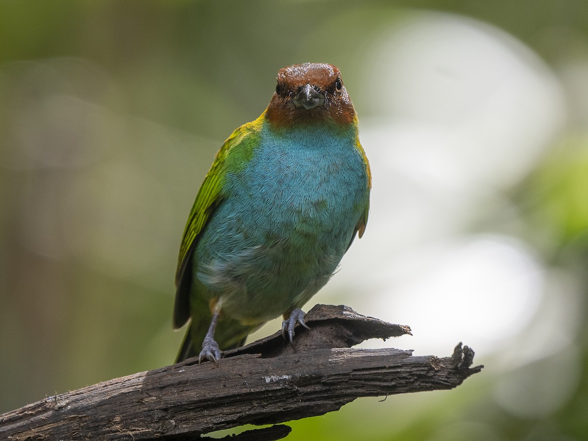 Bay-headed Tanager - ML625497692