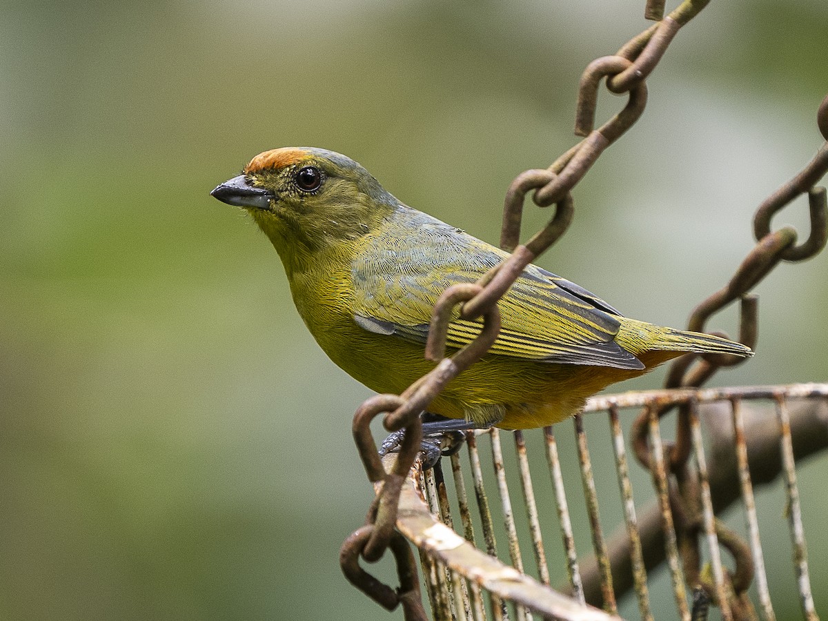 Fulvous-vented Euphonia - ML625497722