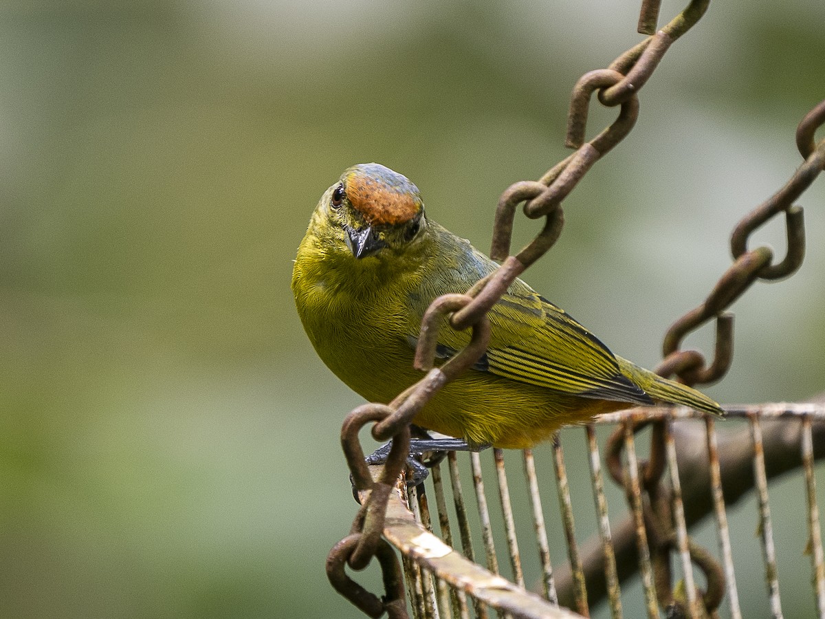 Fulvous-vented Euphonia - ML625497724