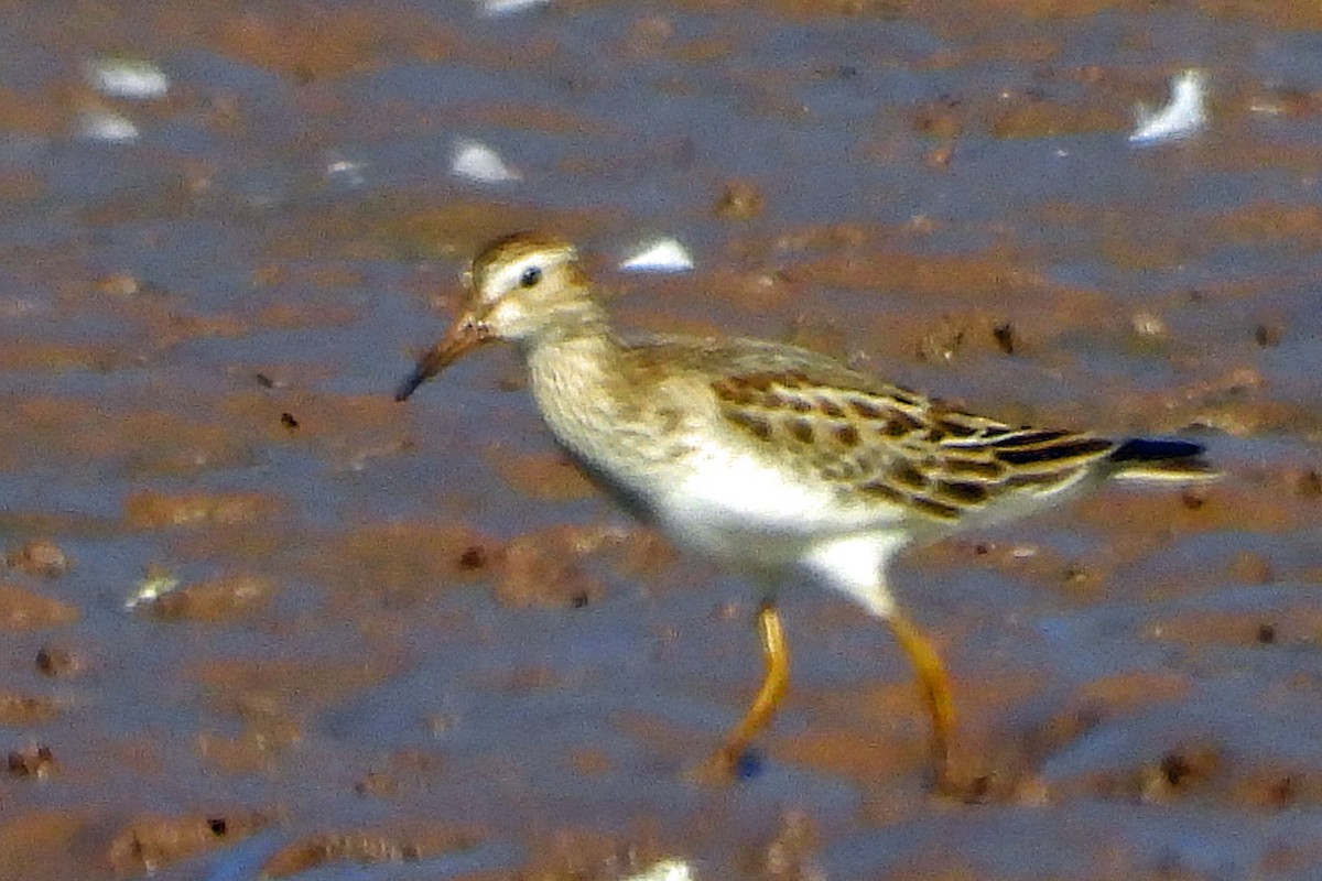 Pectoral Sandpiper - ML625497742
