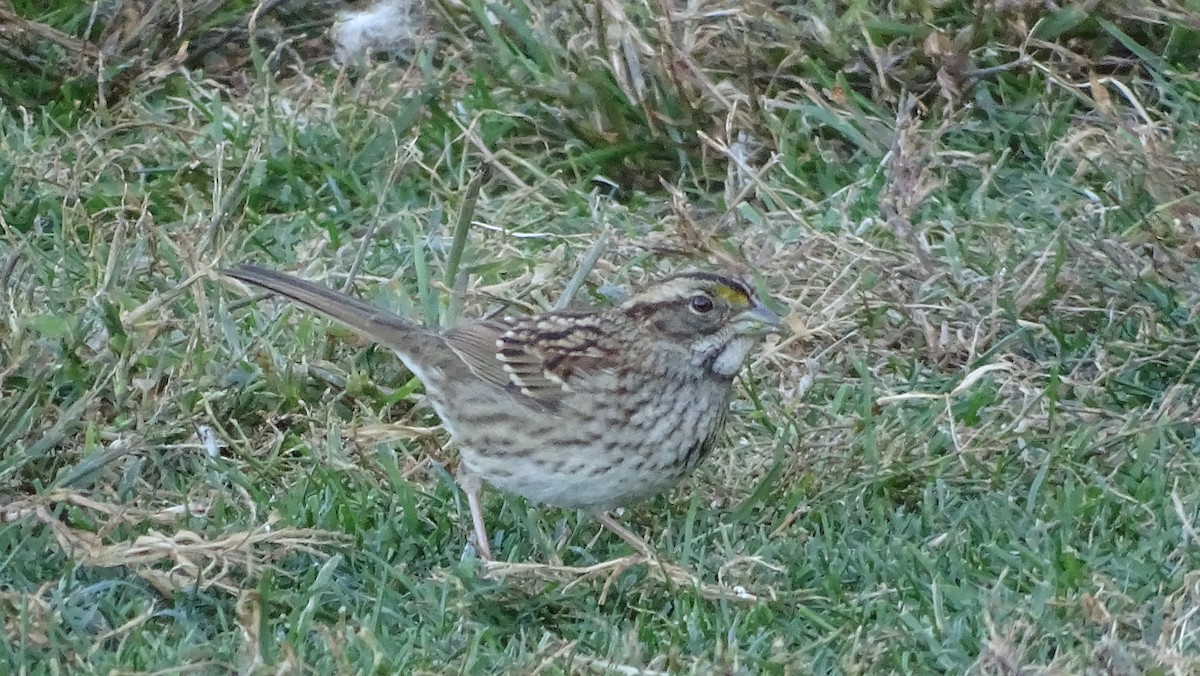 White-throated Sparrow - ML625497744