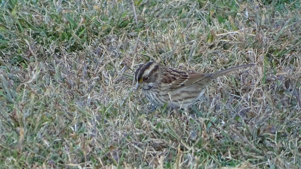 White-throated Sparrow - ML625497746
