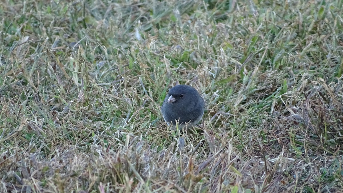 Dark-eyed Junco (Slate-colored) - ML625497766