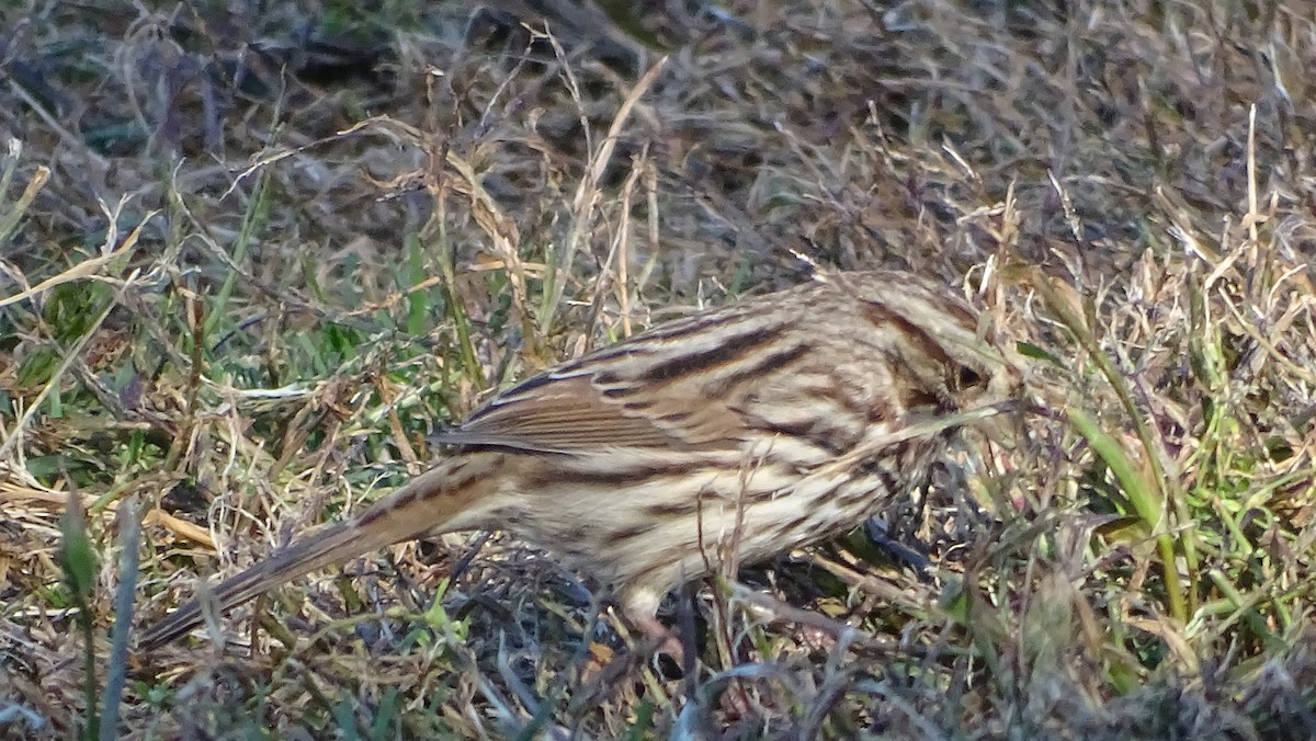 Song Sparrow - ML625497772