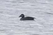 Surf Scoter - ML625497814