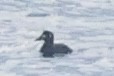 Surf Scoter - ML625497815