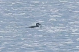 Surf Scoter - ML625497816