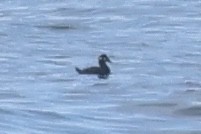 Surf Scoter - ML625497817