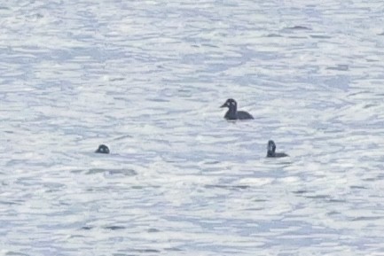 Surf Scoter - ML625497818