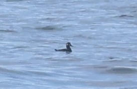 Surf Scoter - ML625497819