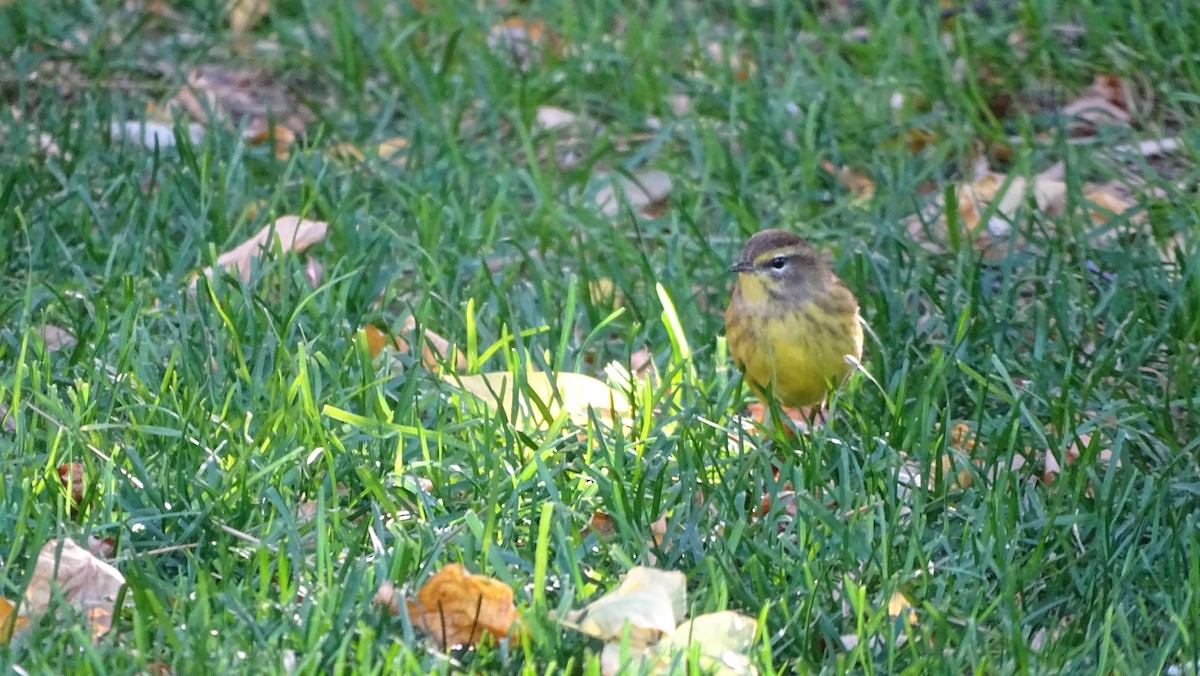 Palm Warbler - ML625497826