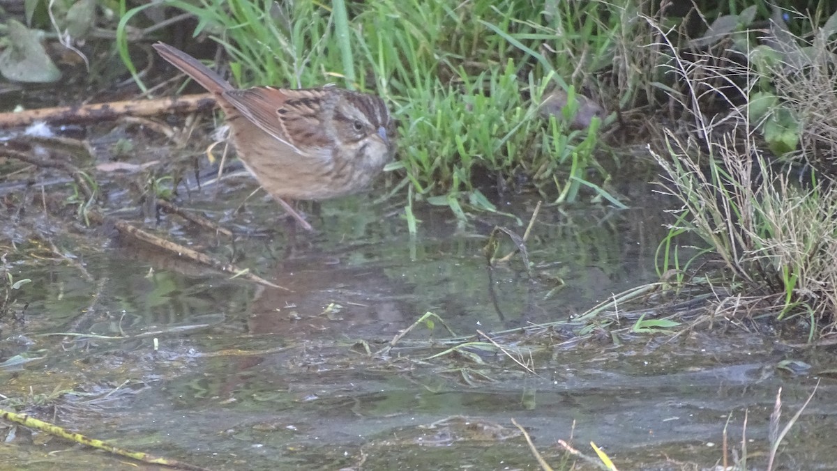 Swamp Sparrow - ML625497872