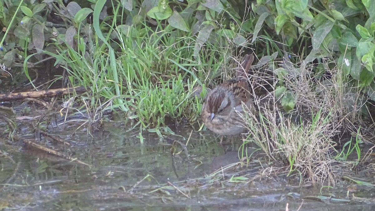 Swamp Sparrow - ML625497875