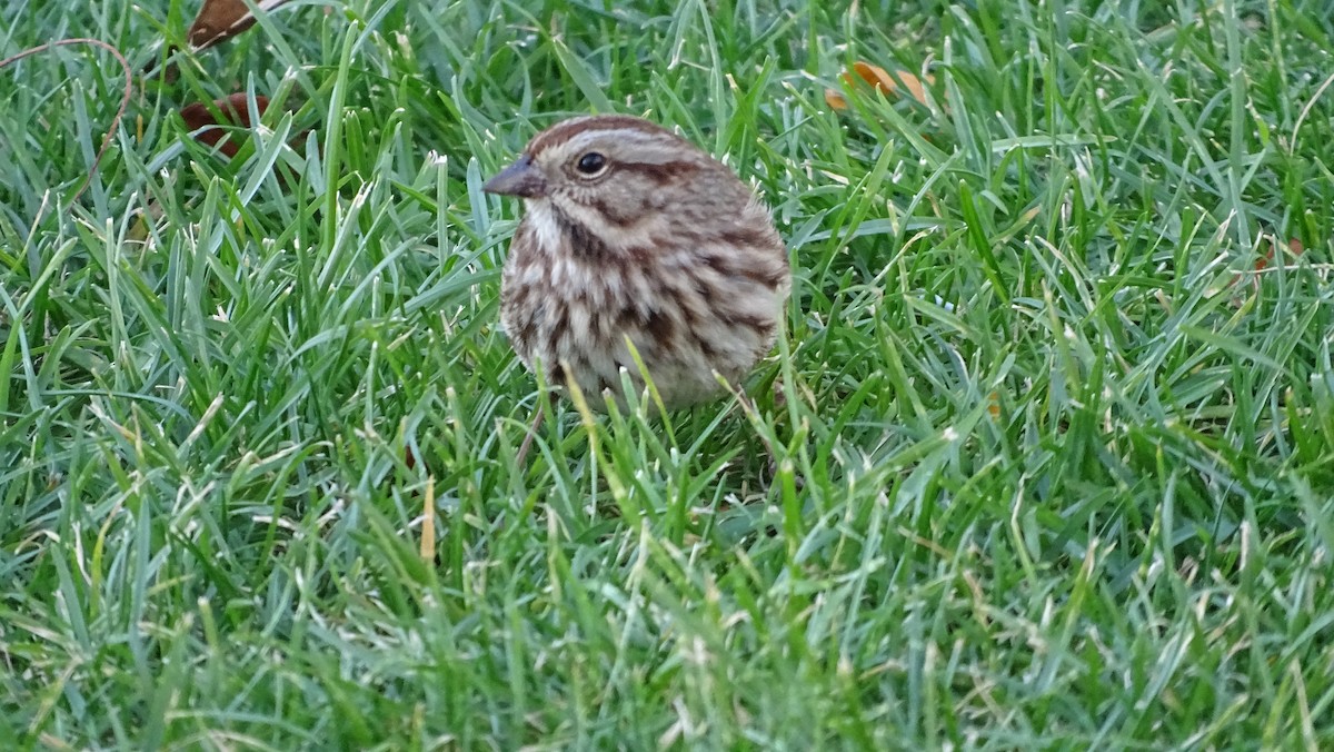 Song Sparrow - ML625498034