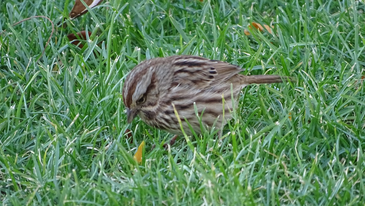 Song Sparrow - ML625498041