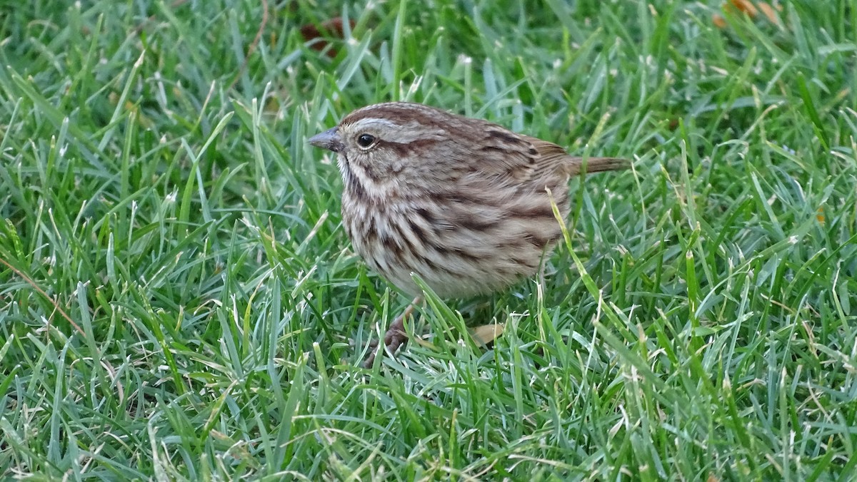 Song Sparrow - ML625498043