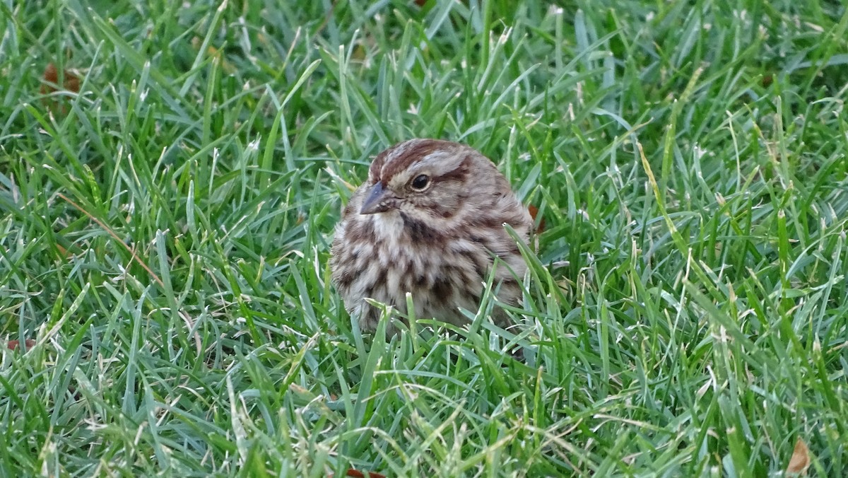 Song Sparrow - ML625498045