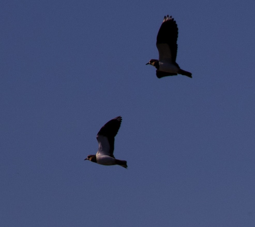 Northern Lapwing - ML625498272