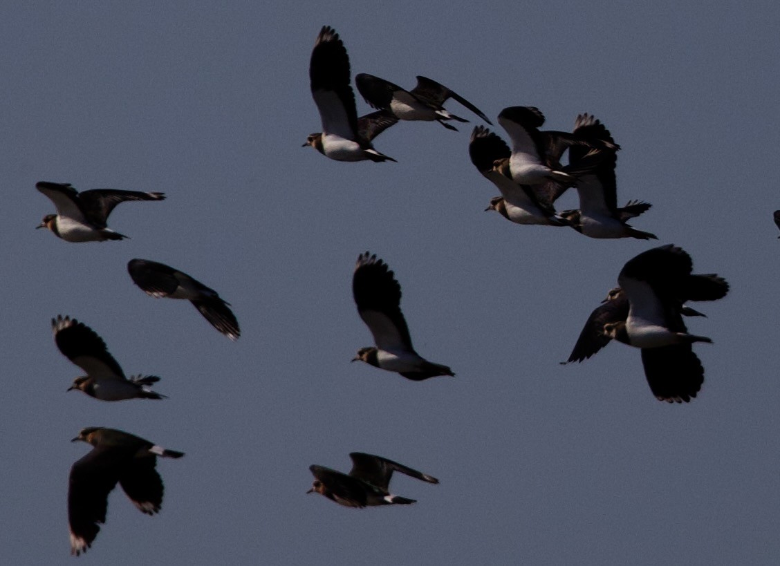 Northern Lapwing - ML625498273