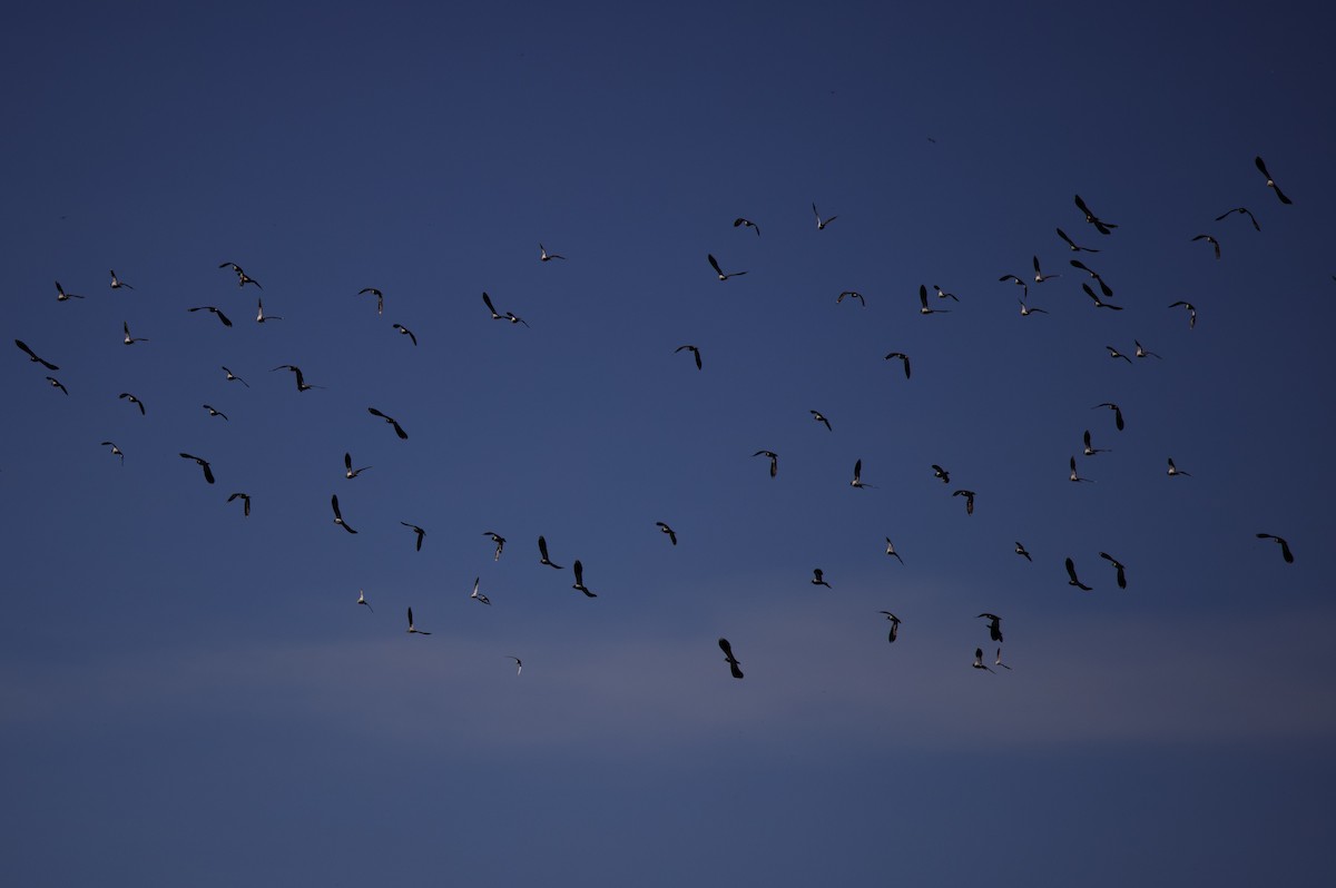 Northern Lapwing - ML625498275