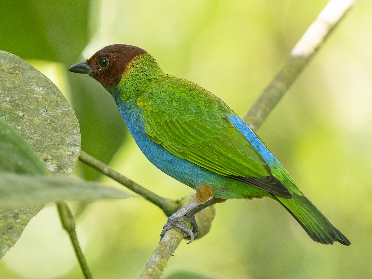 Bay-headed Tanager - ML625498296