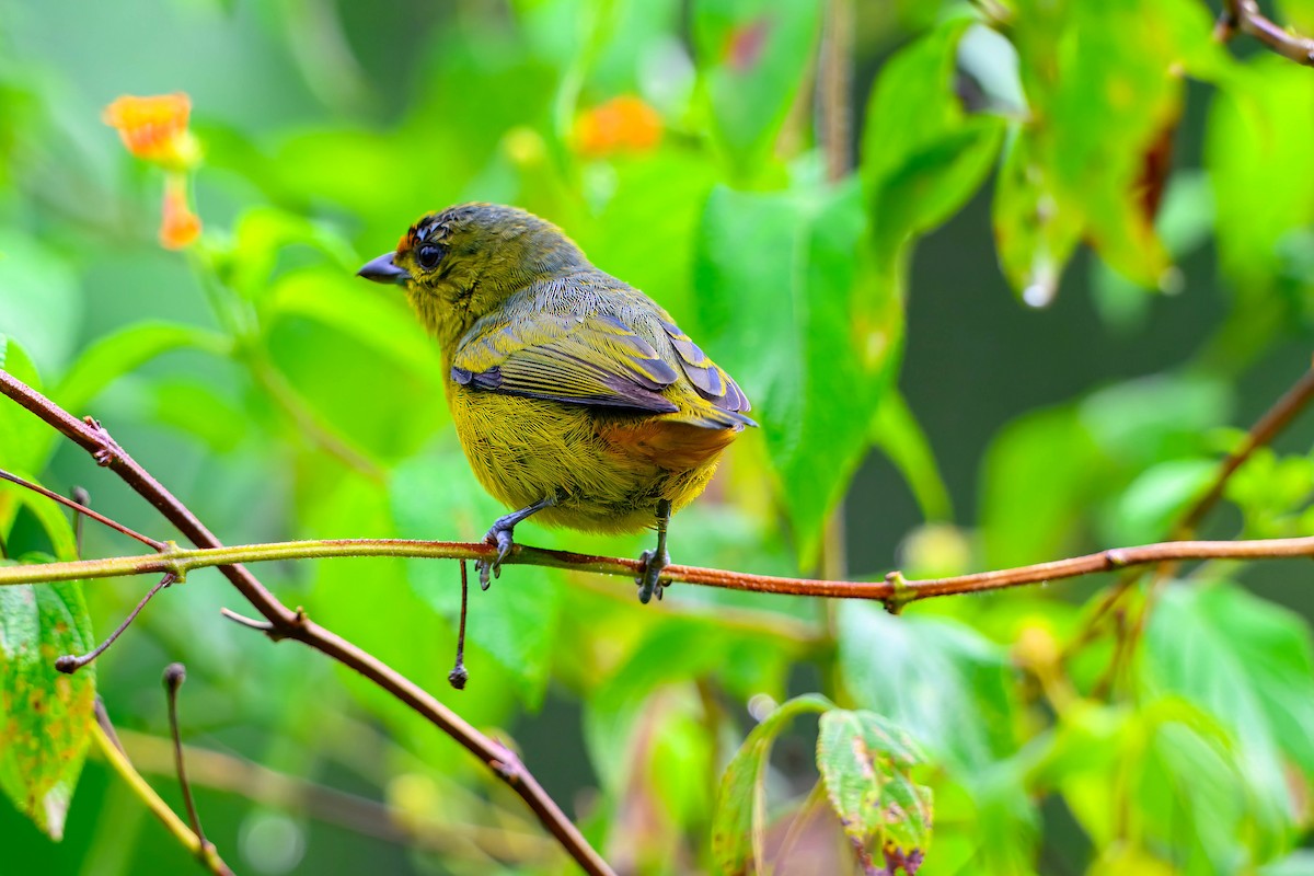 Fulvous-vented Euphonia - ML625498298