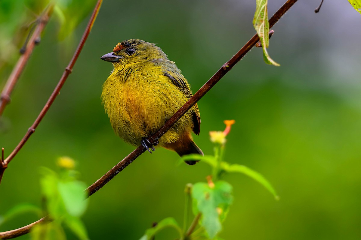 Fulvous-vented Euphonia - ML625498299