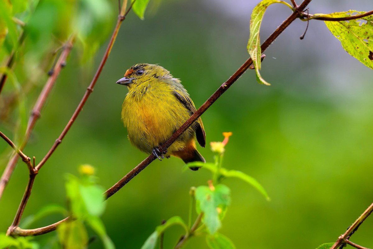 Fulvous-vented Euphonia - ML625498300