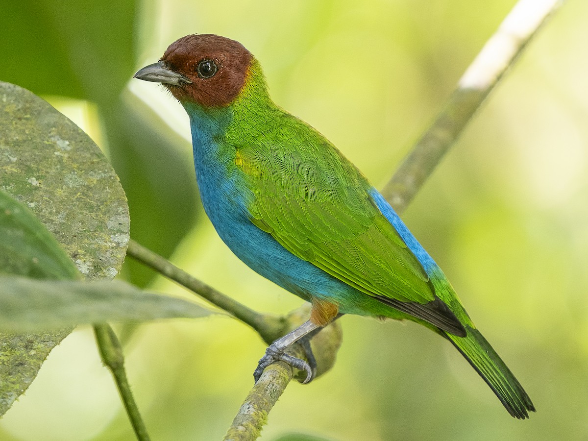 Bay-headed Tanager - ML625498302