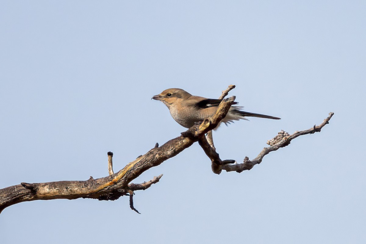 Northern Shrike - Ron Horn