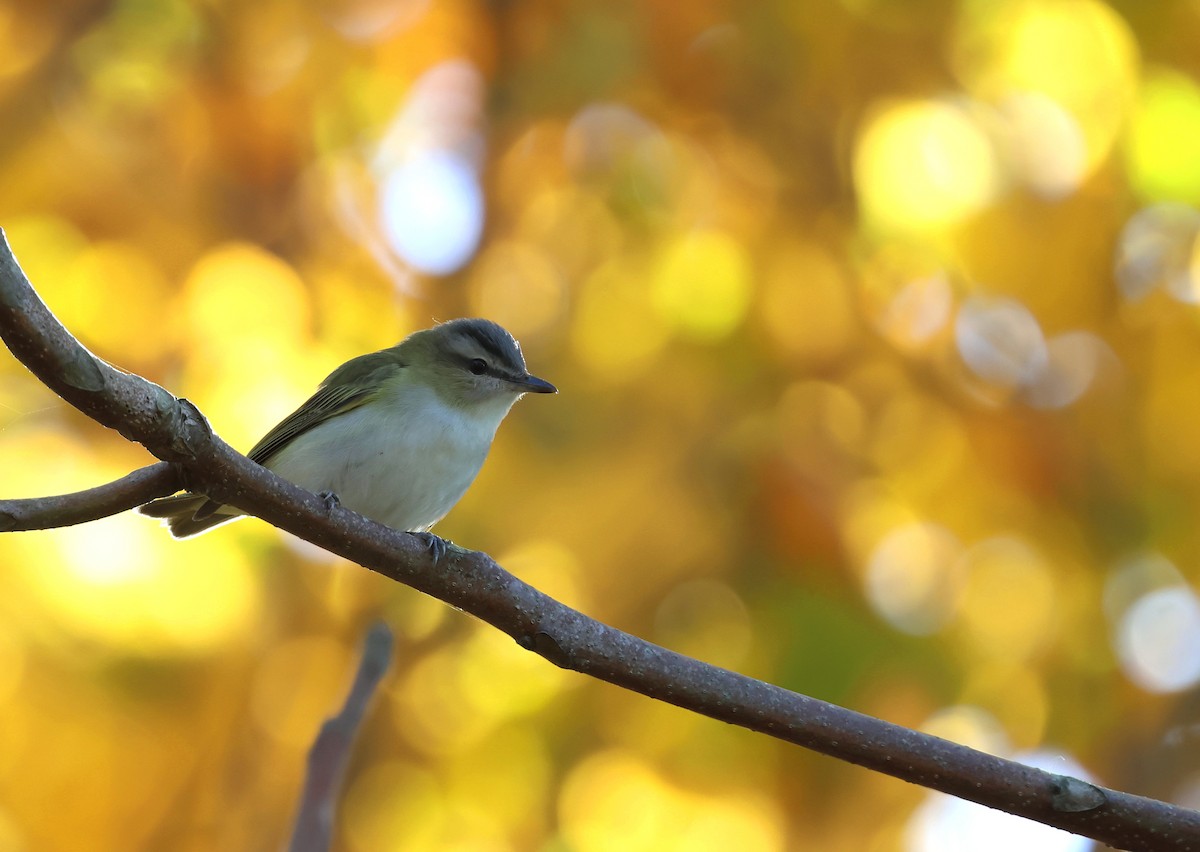 Red-eyed Vireo - ML625498677