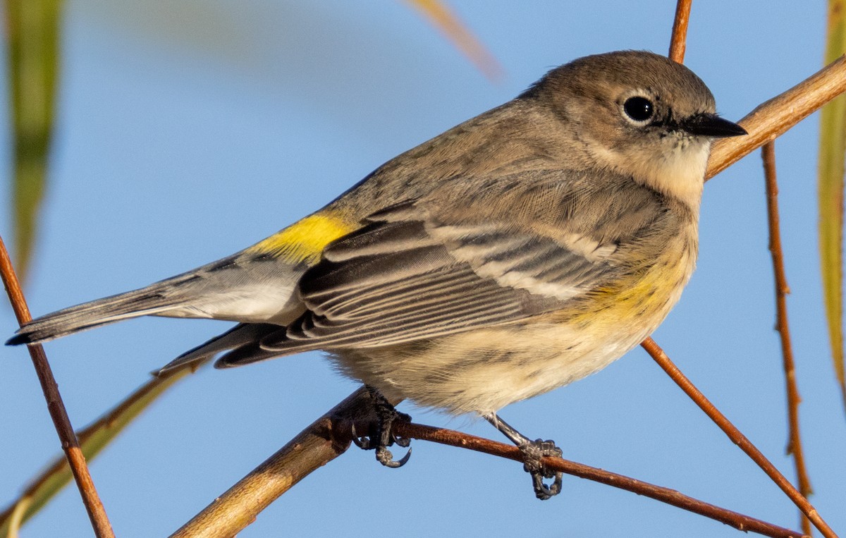 Kronenwaldsänger (coronata) - ML625498815