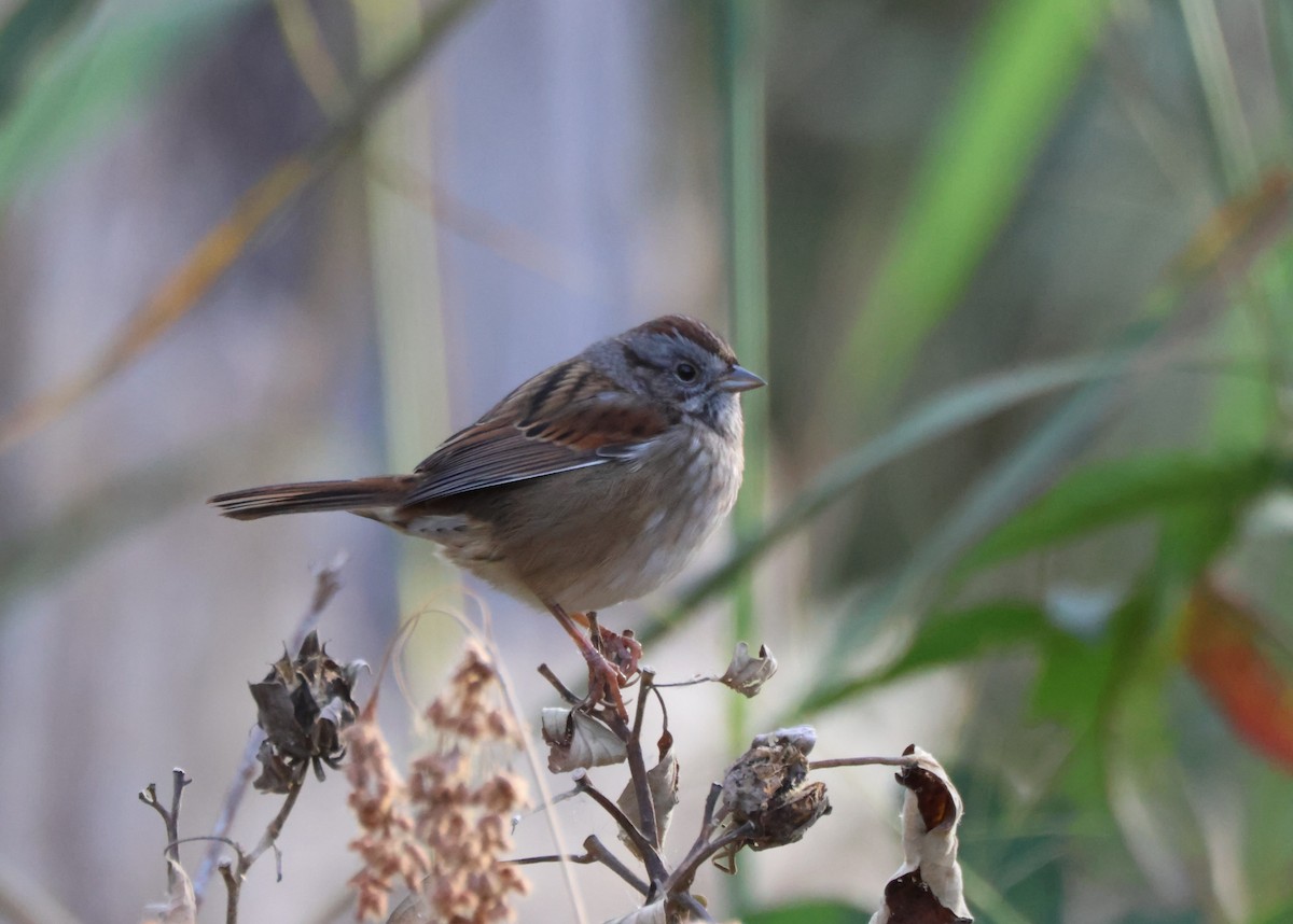 Swamp Sparrow - ML625498828