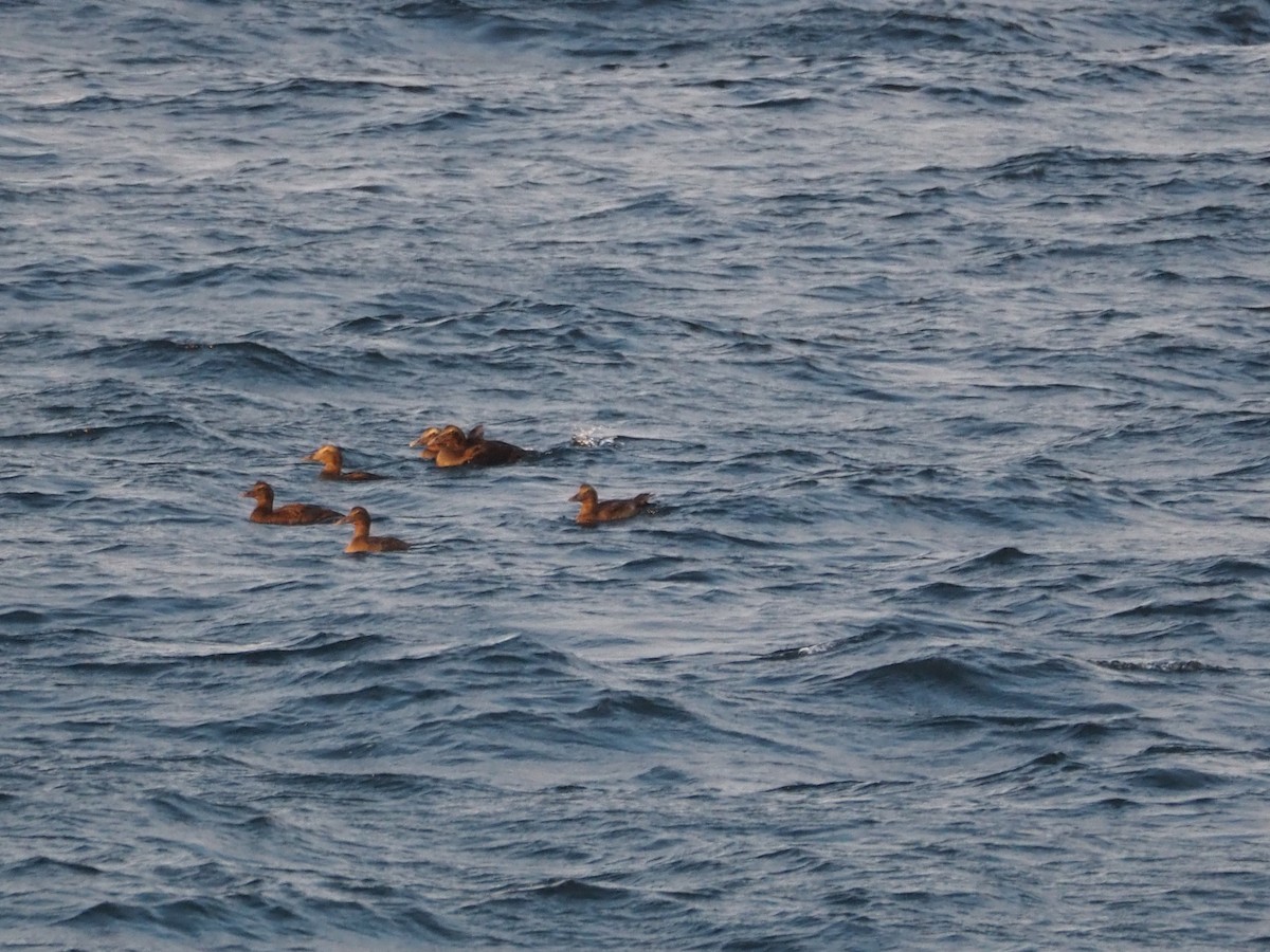 Common Eider - ML625498909