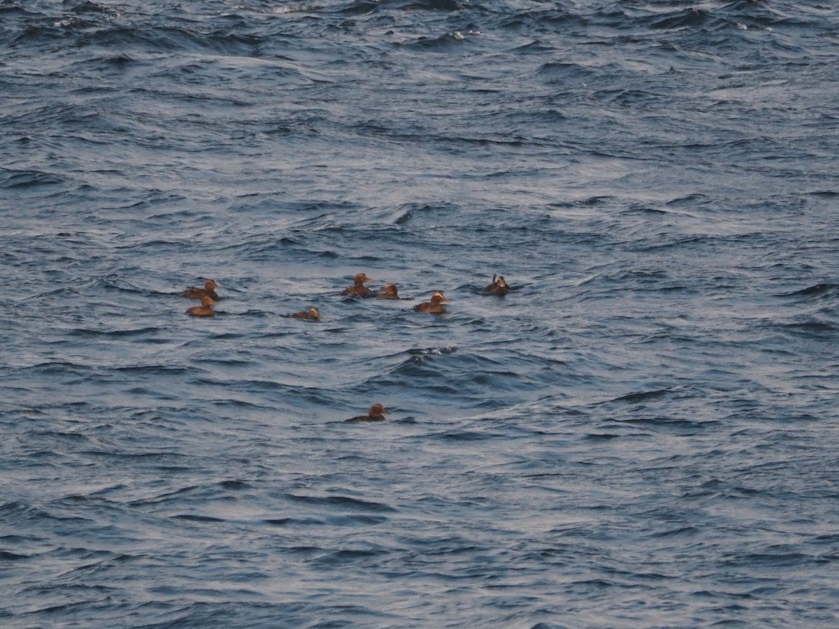 Common Eider - ML625498910