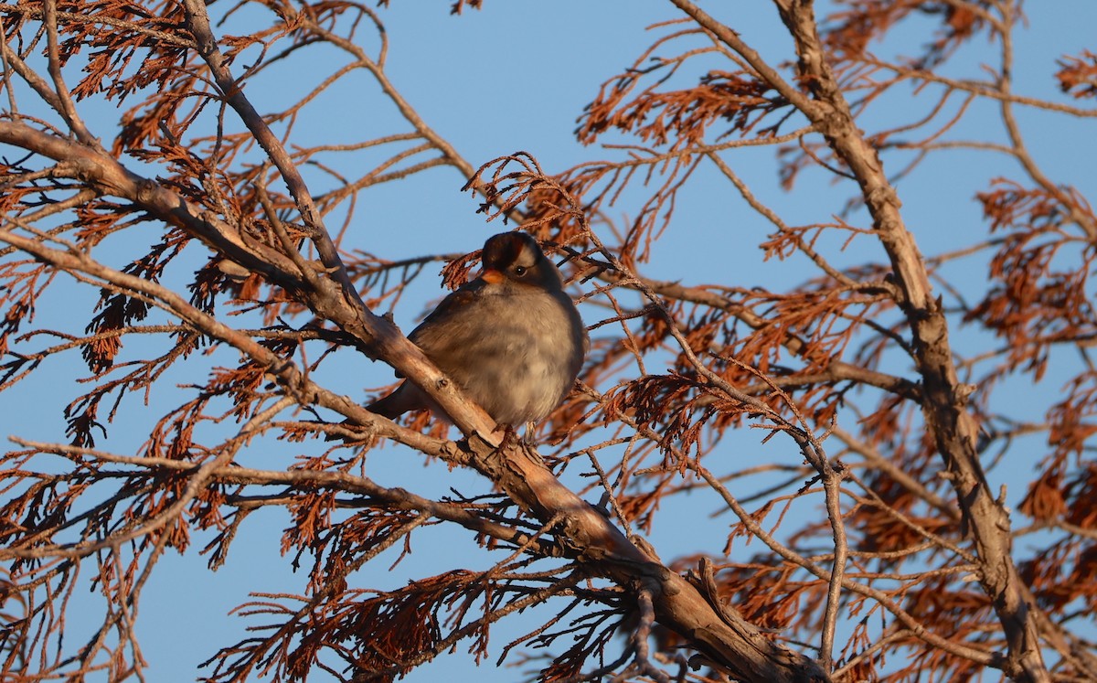 White-crowned Sparrow (Gambel's) - ML625499075